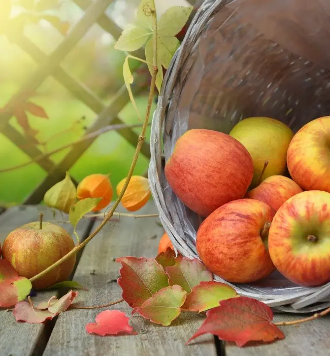 Quelles collations santé pour un rééquilibrage alimentaire ?